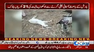 21 Goats Killed By Lightning Due To Rain