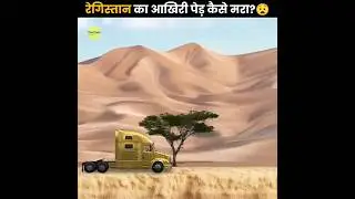 World&rsquo;s Loneliest Tree 🌴