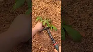 Planting Manihot esculenta plants Tutorial #farming #shorts