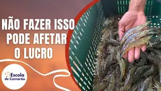 Assim o lucro do camarão é impactado