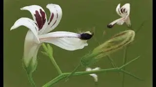 Andrographis May Help With Ulcerative Colitis, Flare Ups and Inflammation