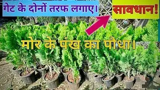 Christmas Tree Plant 🌲 | Indoor Plant That Looks Amazing 😍 #christmastree  