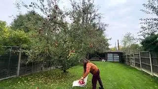 Picking some organic apples from backyard garden super crunchy 