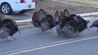 Wild turkeys terrorizing NJ town