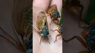 Редкая голубоглазая цикада!