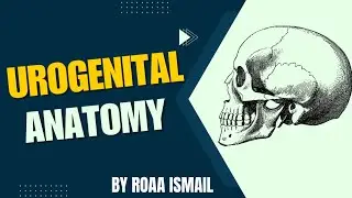 Essay questions on pelvis | UROGENITAL ANATOMY 
