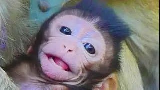 so cute baby monkey lovely mom monkey so cute #babymonkey 