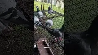 LOFT VISITOR #kalapati #pigeon #pigeon loft #hinez & jayzeloft #dbrothers probiotics