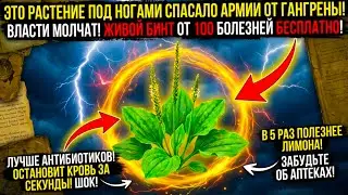 Омега-3 больше, чем в рыбе! «Мусор» у дороги, который в старинных травниках называли «матерью крови»