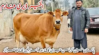 Alkhair Cow Sale Point | Heavy Jersey Cow for Sale | High Milk Jersey Cow 🐄