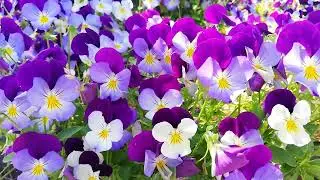 Flower Garden 