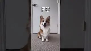 Choose Your Gaming Platform | Tofu the Corgi | #shorts