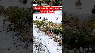 Witness the ducks enjoying a snowy day #nature #duck #trending #snow