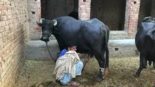 Pure Neil Ravi Buffalo Farming | Part 29