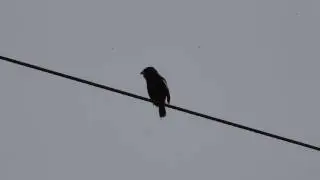 Lark Bunting at Amherst Island