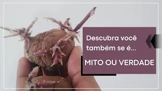 Descobri o segredo da batata brotada!