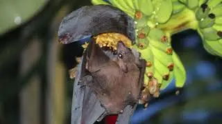 Are Bats Smart Complete Guide to Understanding Bat Smarts
