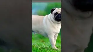 Mix breed beagle and pug #viral shorts #dog
