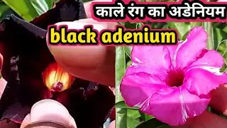 काले रंग का अडेनियम black adenium#adenium #desertrose #garden