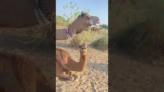 Little 🤣 sounds style 🤣 Camel 🤣#shorts