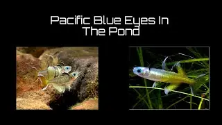 Australian Natives: A look at the Pacific Blue Eyes in the Pond