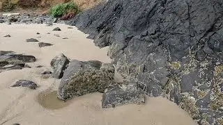Geology. Beach lava flow. Oregon coast basalt.  With a really cool driftwood tree