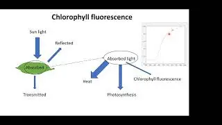 Assessment of peatland vegetation physiology under manipulated environmental conditions
