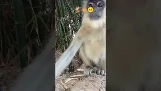 Monkey goes crazy watching this | bamboo forest animal//