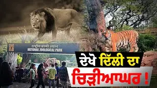 Delhi zoo | very emaging zoo | ਓ ਜਾਨਵਰ ਜੋ ਕਦੇ ਨਹੀਂ ਹੋਣੇ ਤੁਸੀਂ ਦੇਖੇ । ਚਿੜੀਆਂ ਘਰ ਦਿੱਲੀ । new video