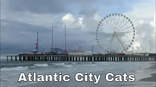 Atlantic City Cats 2018