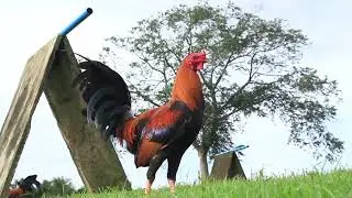 AEJ Gamefarm - Palaban