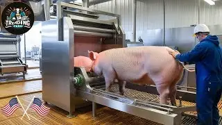 Inside The World's Largest Pig Farm - State Of The Art Pork Production | Processing Factory