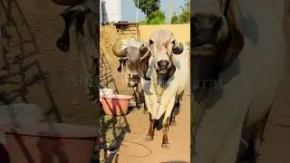 2 liladi // 10 Gir cow for sale visit channel