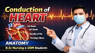 Conduction System of Heart | Easy Anatomy Explanation | B.Sc Nursing & GNM | Hindi + English