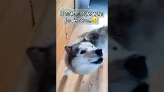 Je me suis absenté une semaine… il est temps que je rentre 😅 #chien #husky #chienheureux #chiens