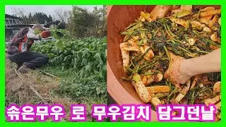 솎은무우 로 무우김치 담그던날 !