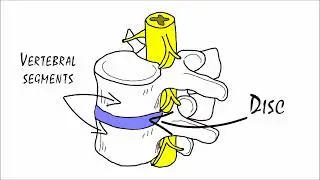 The Beginners Guide to Chiropractic