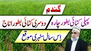 Two benefits from a single crop of wheat || Crop Reformer