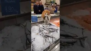 Ce chat fait rire tout le supermarch&eacute; 😹🐟 #chat #shorts #humour #viral
