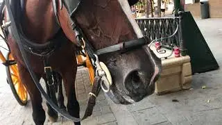 NO a la crueldad y  maltrato animal