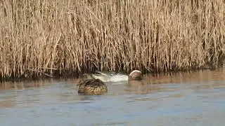 Marreco - Garganey (Spatula querquedula)