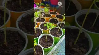 fast way to germinate moringa seeds easily  / simplest way to grow moringa  #moringa  ##plants