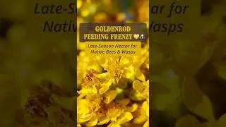 💛 Золотарник жесткий и морщинистый &mdash; поддерживается более 100 видов опылителей!