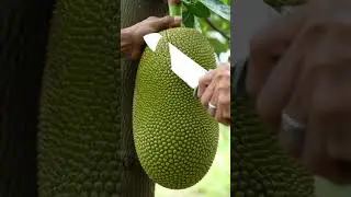 &ldquo;Satisfying Jackfruit Cutting ASMR 🍈 |Hyper Realistic Fruit Sounds#shorts #asmr #fruit#shortsviral