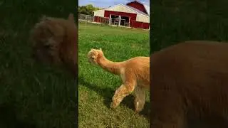 Llamas