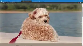 Web Design Tips - Dog Breeding Websites