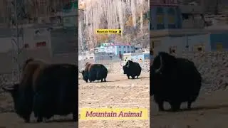 Tibetan Yak Sound | Mountain Animals YaK Wild Animal