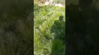 Plant Pine and Save Nature #pineplantcampaign #cleanandgreenpakistan