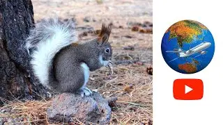 Wild Life: Birds Stealing Peanuts From Squirrels