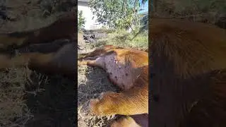 Дружелюбные домашние животные, выращенные вручную на заднем дворе #любитель_питомцев
